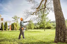 Professional Tree Care in Vaughn, WA