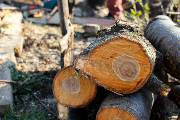 Best Emergency Tree Removal  in Vaughn, WA